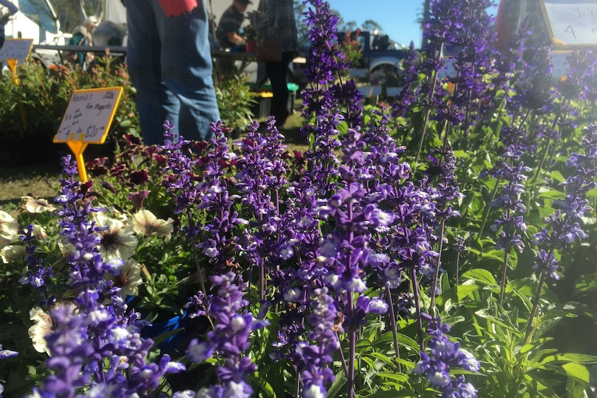 Photo of purple salvia flowers.