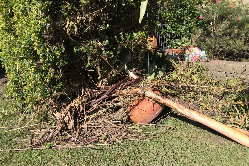 An image of a pile of dead plants, vegetation and uprooted tree