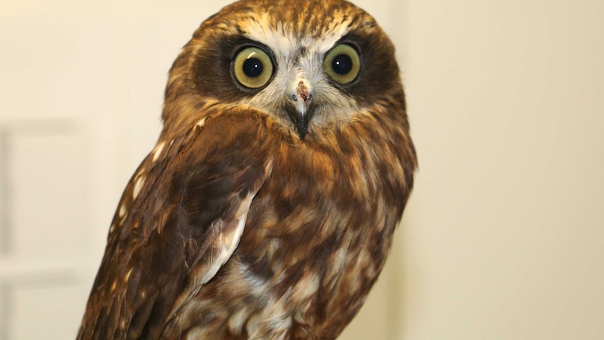 A close-up shot of a boobook owl as it looks at the camera.