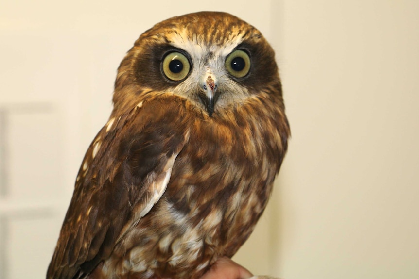 A close-up shot of a boobook owl as it looks at the camera.