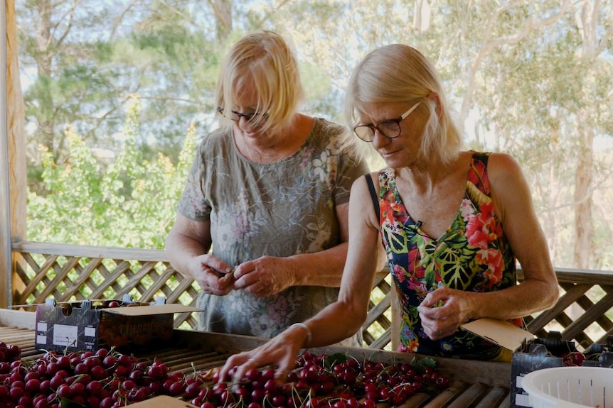 Two women sorting cherries in abig tray
