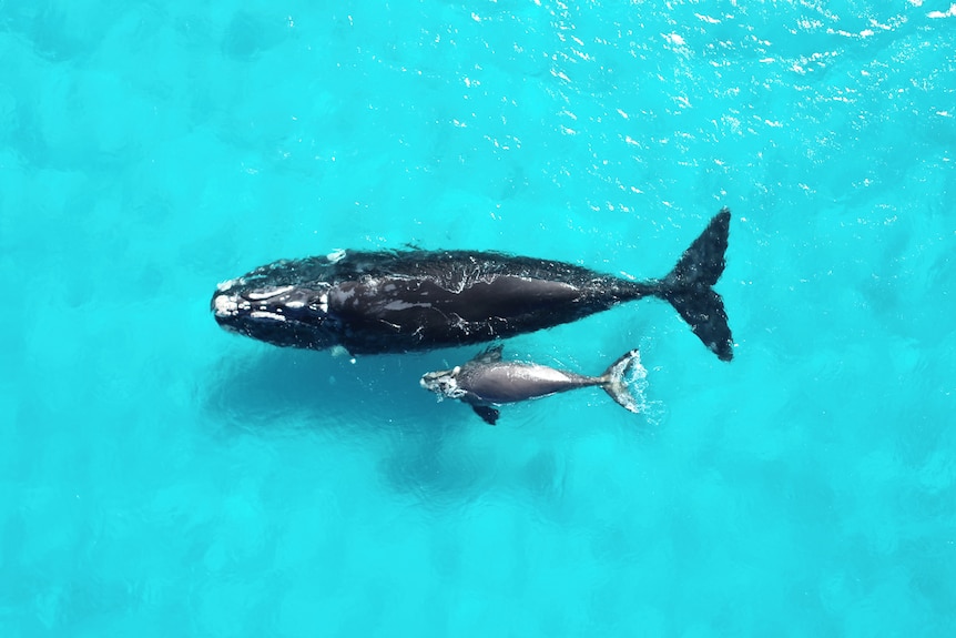 The two whales are pictured from above in a very turquoise blue ocean