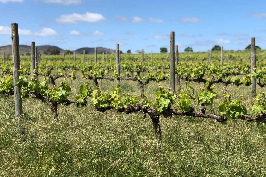 Long native grass grows between rows of vines in a vineyard.