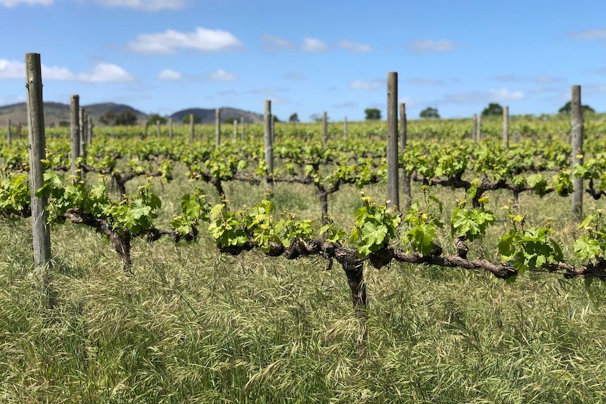A vineyard at Barossa Valley