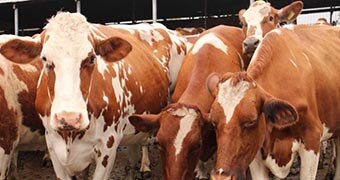 A group of milking cows