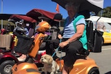 A woman on a mobility scooter looks at a small white dog panting at her feet.
