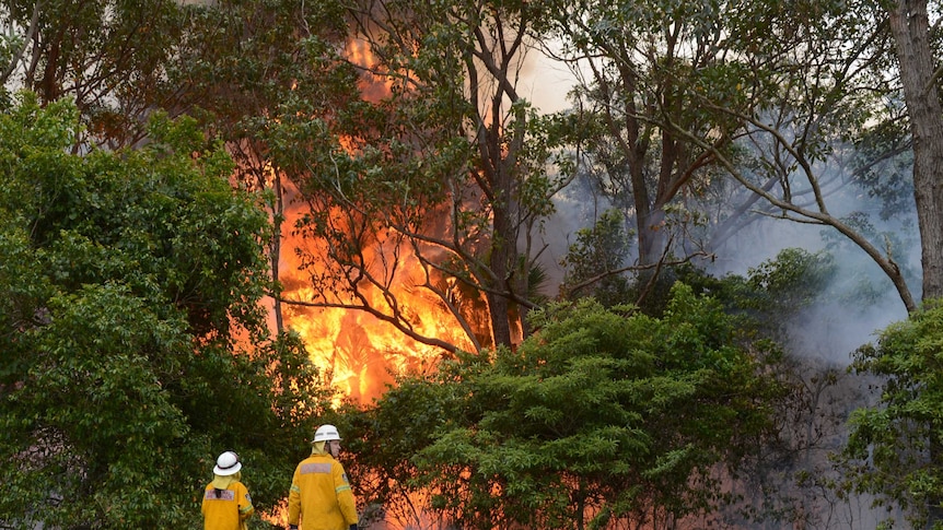 RFS volunteers back-burning in the Catherine Hill Bay, near Wyong.