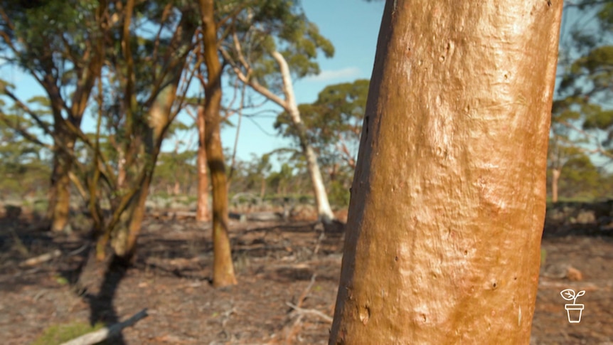 Orange-barked tree in arid outback setting