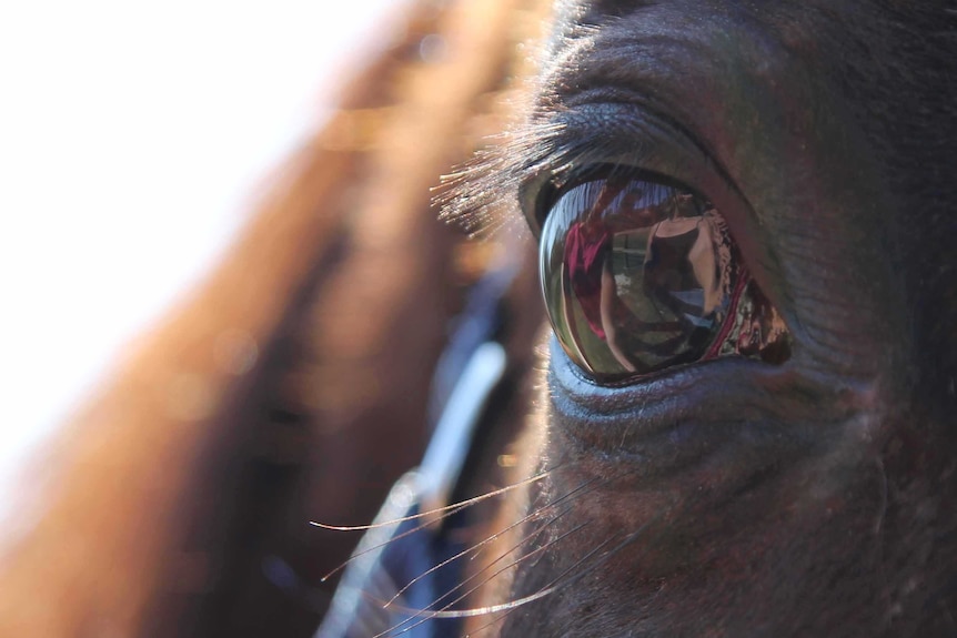 Gold Coast horse