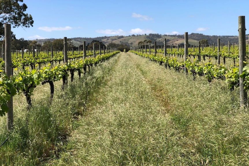 Rows of vines in vineyards lined with native grasses.