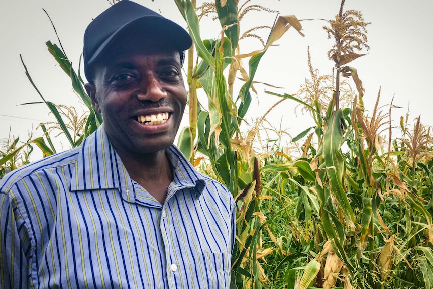 An African man wearing a cap standing in front of a maize crop.