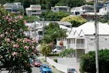 A bush laden with pink flowers is in the foreground of stately white houses, frangipani palm trees in a Brisbane street.