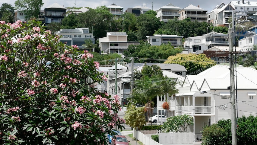 A bush laden with pink flowers is in the foreground of stately white houses, frangipani palm trees in a Brisbane street.