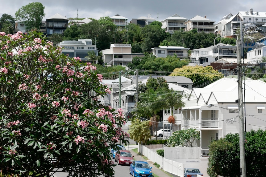 A bush laden with pink flowers is in the foreground of stately white houses, frangipani palm trees in a Brisbane street.