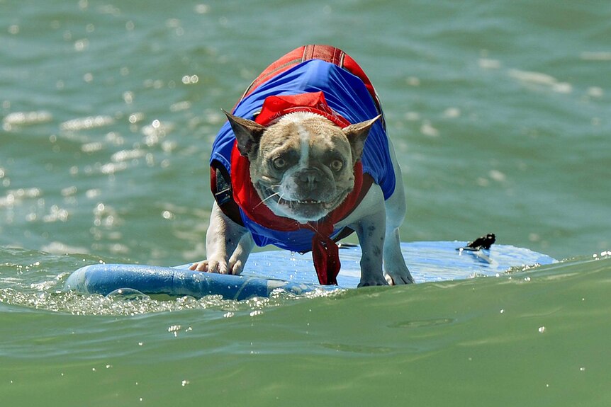 Dogs descend on Huntington Beach, California, to catch waves in surfing