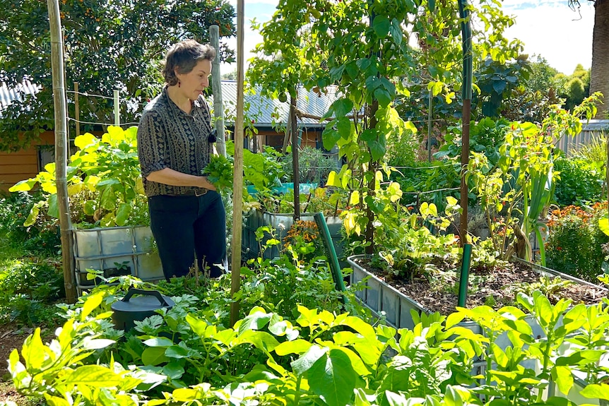 A woman stands in a thriving vegetable patch with raised garden beds.