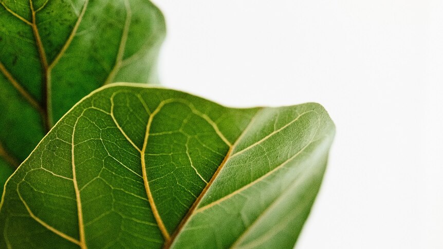 Leaves of a ficus for a story on keeping indoor plants alive