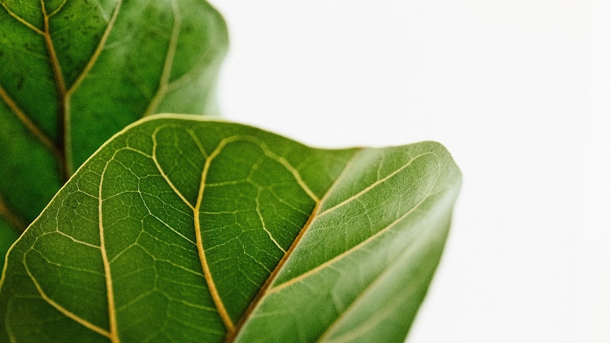 Leaves of a ficus for a story on keeping indoor plants alive