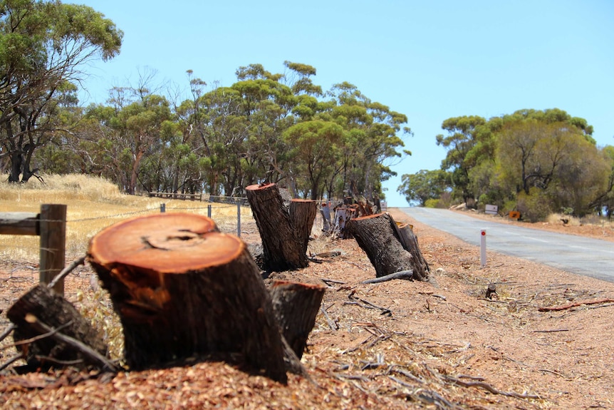 Tree stumps line the side of a rural road.