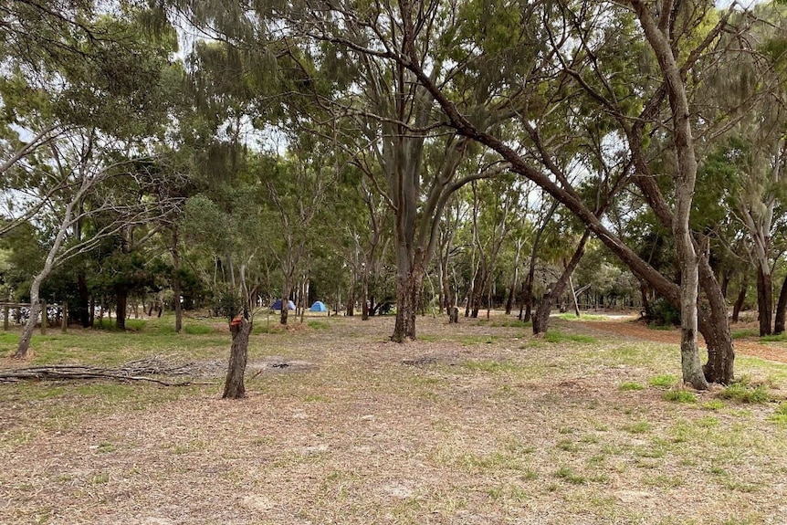 Grassy area with trees and small camping tents.