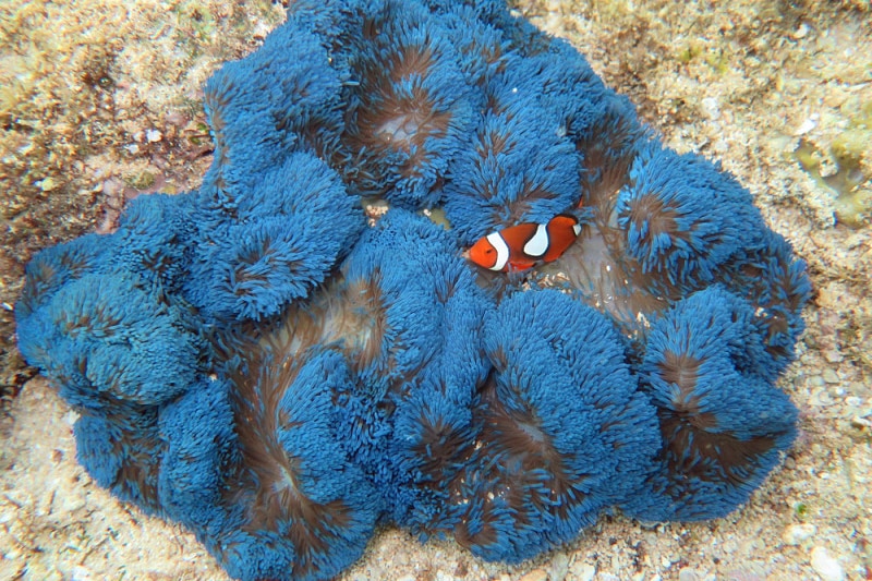 The giant carpet anemone (Stichodactyla gigantea) and clownfish