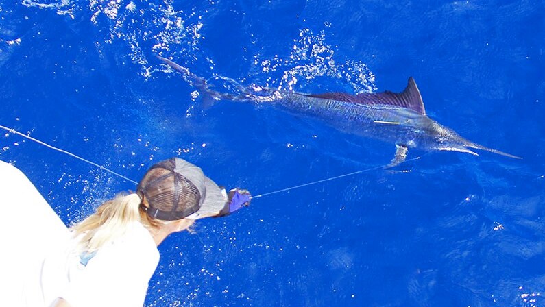 A women angler guides a smaller black marlin to the stern of the boat to tag and release