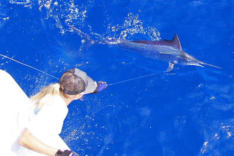 A women angler guides a smaller black marlin to the stern of the boat to tag and release