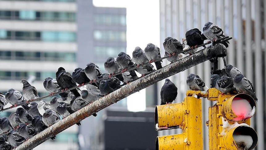 Pigeons rest on a set of traffic lights in New York City