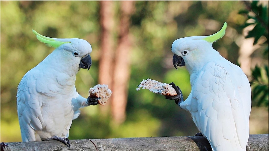 Two cockatoos eating crackers together.