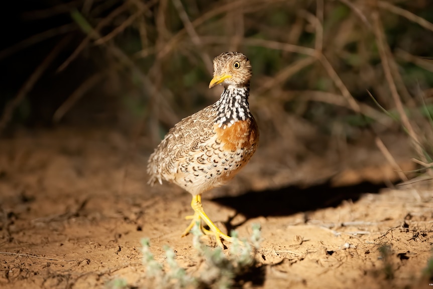 A small brown and white bird walking beside small plants