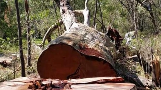 A tree in Gelorup has been cut down to a stump