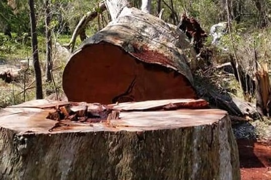 A tree in Gelorup has been cut down to a stump