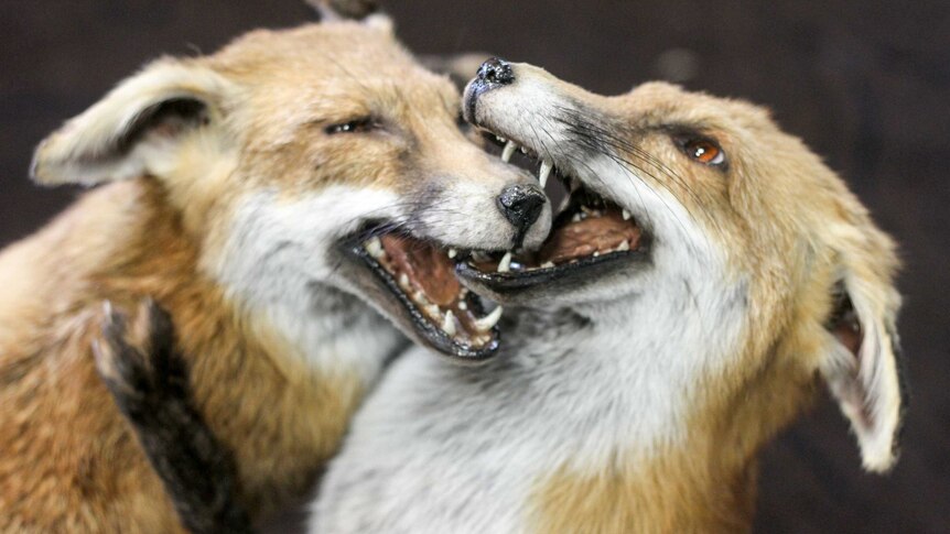 Taxidermied foxes.