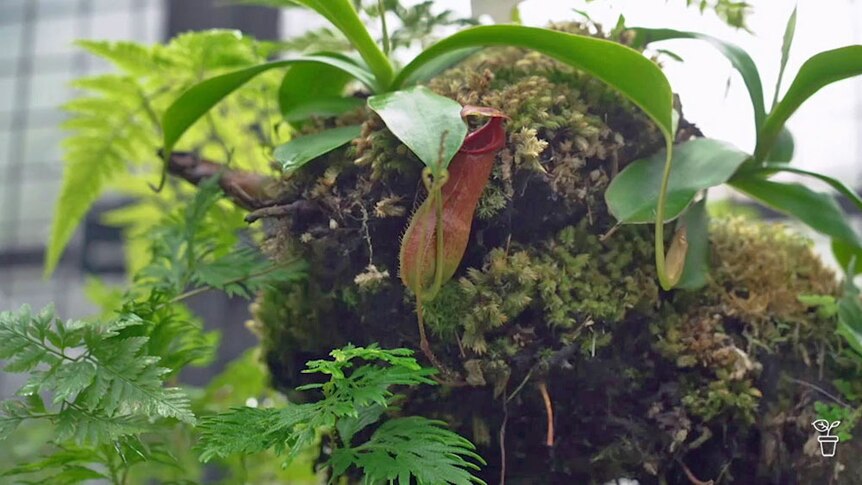A pitcher plant growing on a log.