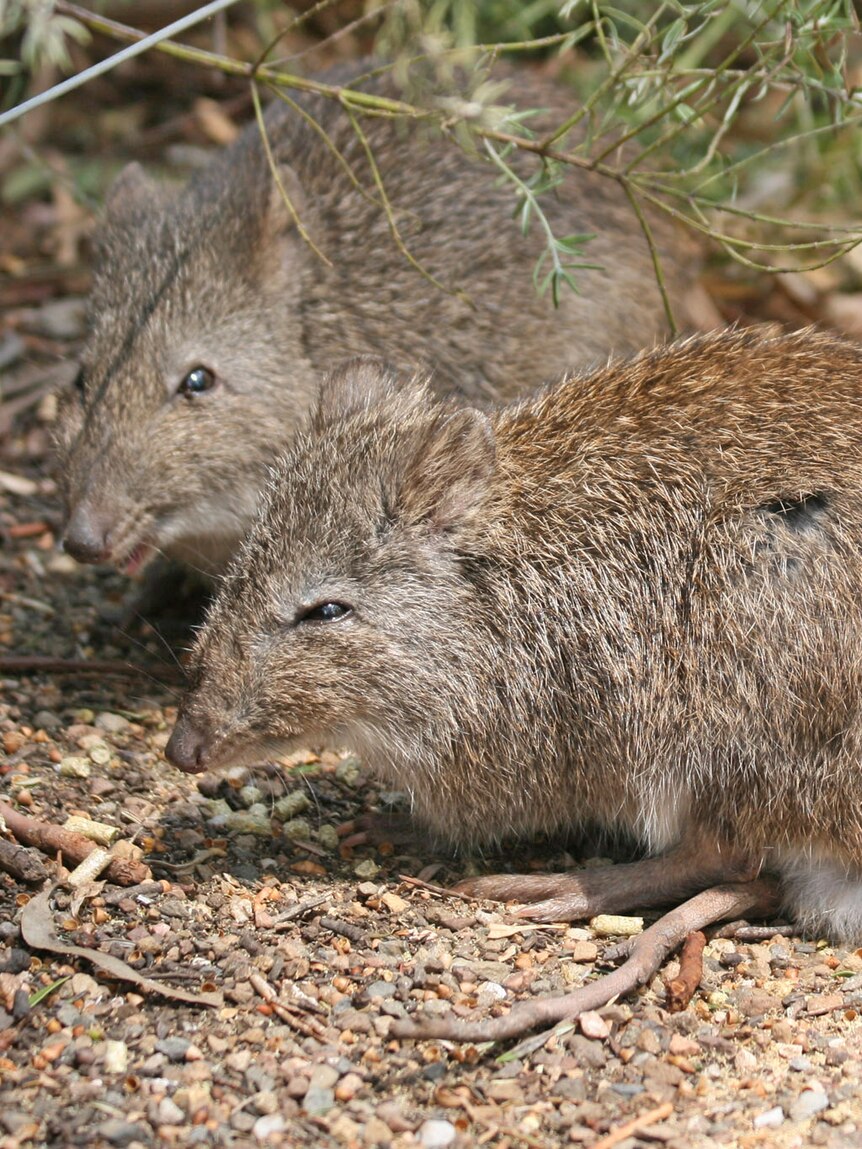 Southern brown bandicoot numbers have been in decline