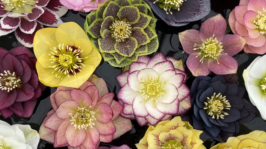 colourful open flowers laying in a bowl of water