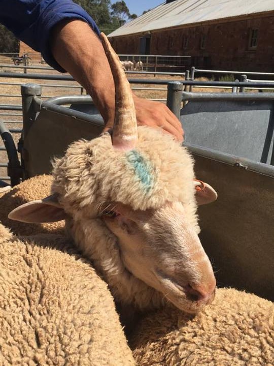 A sheep with a horn sticking up from the middle of its head