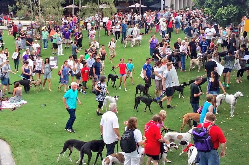 Greyhound owners and their dogs gather in a park in Brisbane.