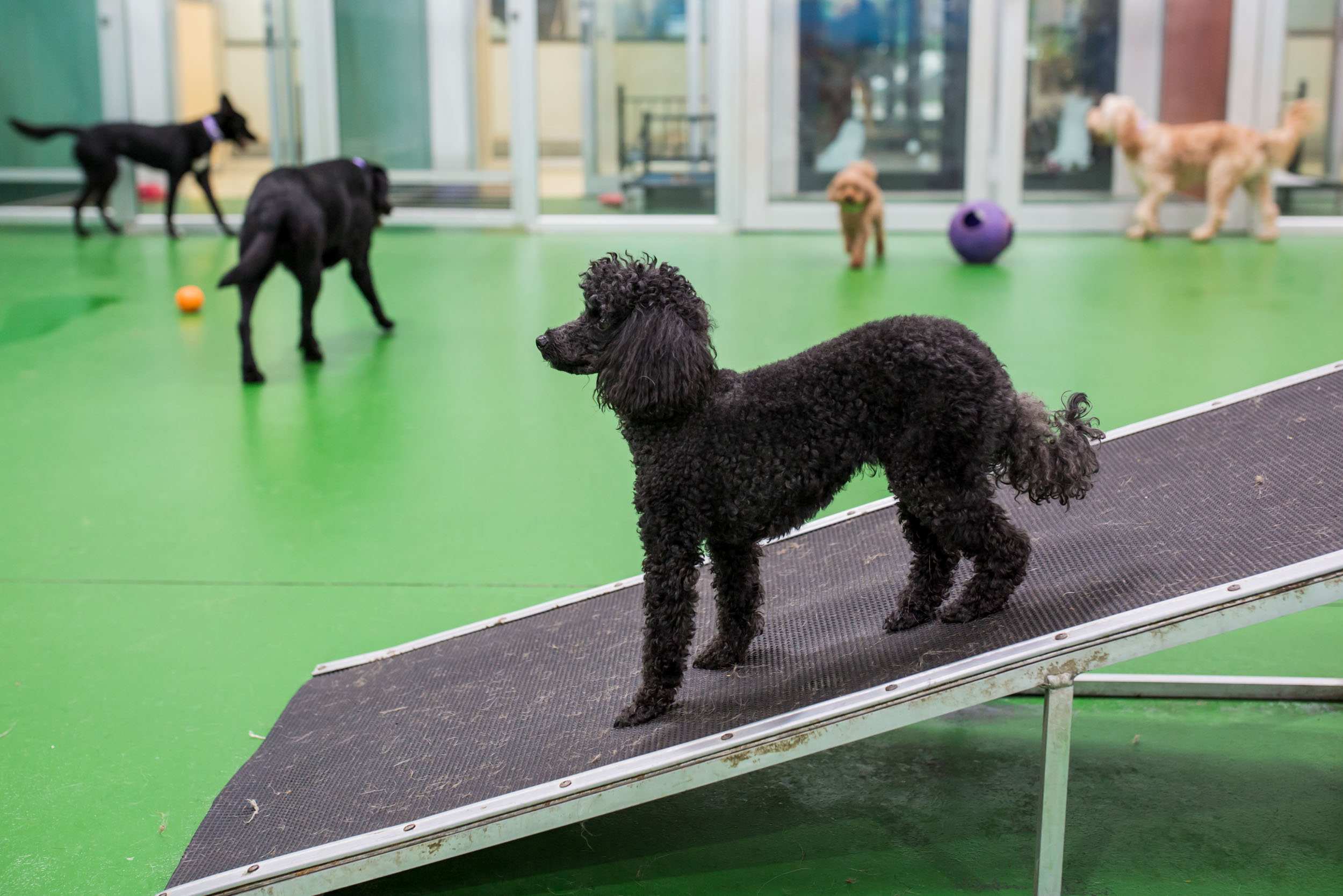 Are Dog Daycares A Good Idea