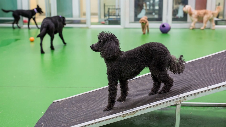 A black poodle in the foreground pauses on a ramp with four other dogs roaming in the background, one with ball in mouth.