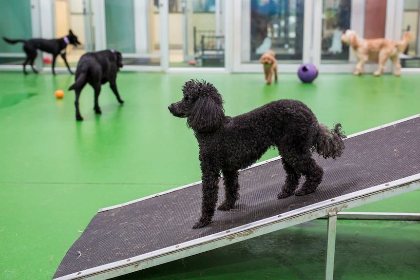 A black poodle in the foreground pauses on a ramp with four other dogs roaming in the background, one with ball in mouth.