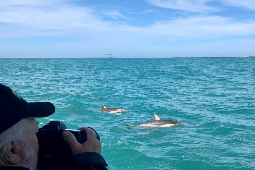 Volunteer photographs dolphins