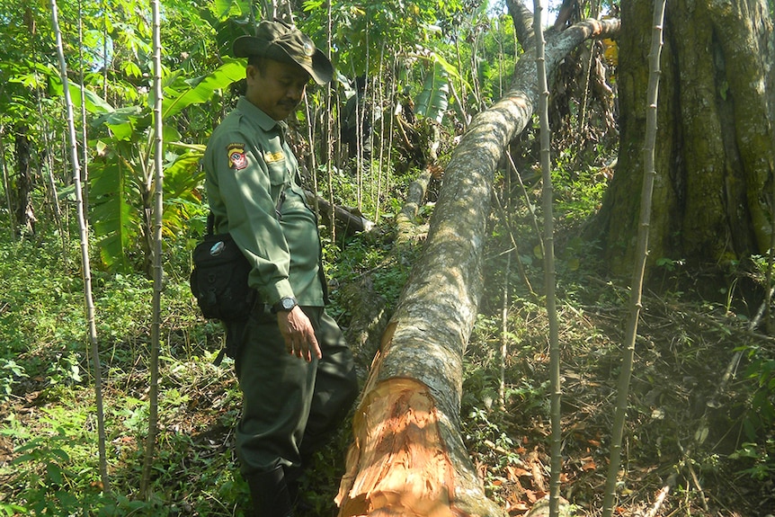 An Indonesian forestry ranger at the site of an illegal logging operation.