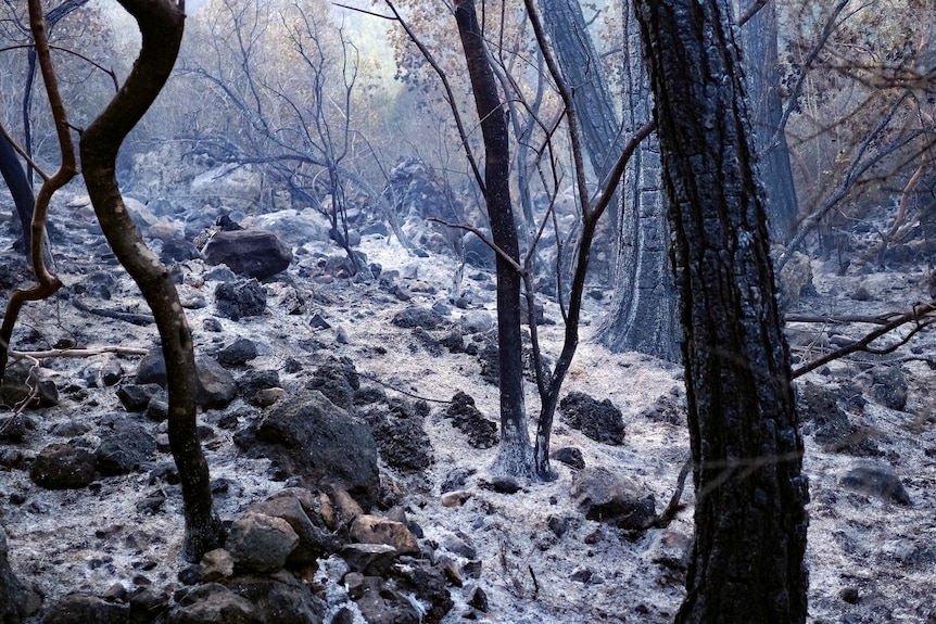 Ash covers the ground of a forest with black charred trees 