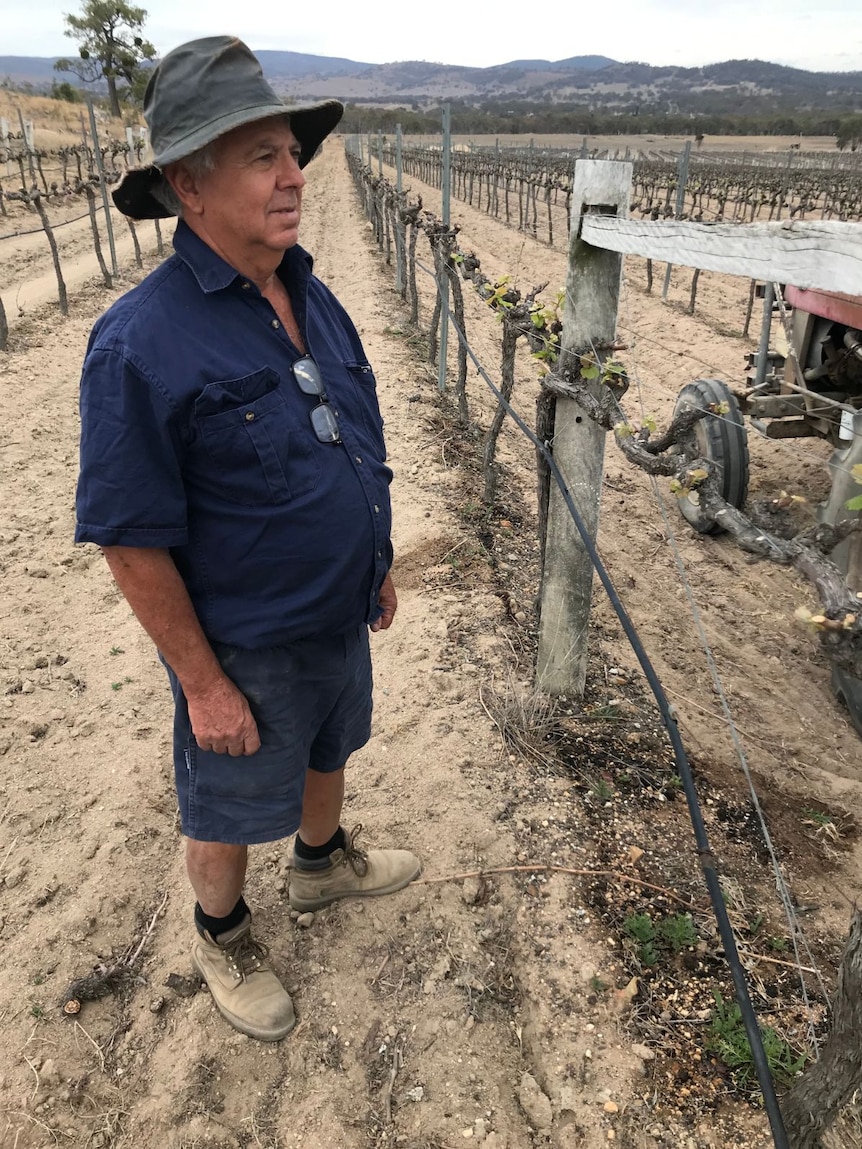 Sam Costanzo stands by his grapevine.