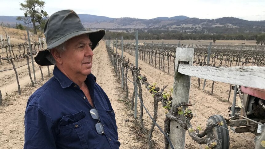 Sam Costanzo stands by his grapevine.