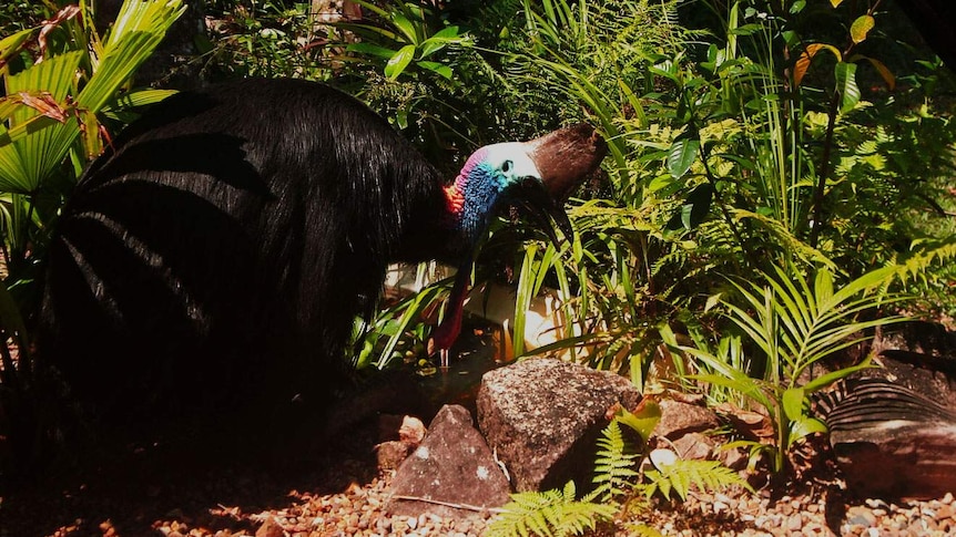 Cassowary standing in front of foliage in a rainforest in Mission Beach.