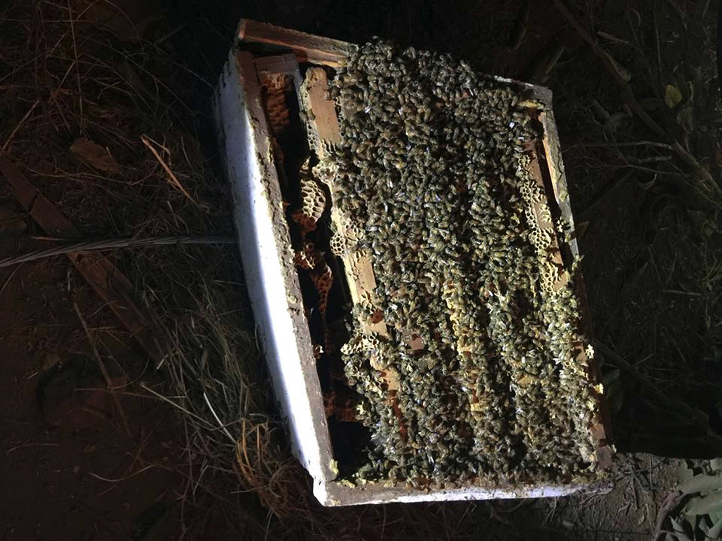 1 million bees killed after truck crash in Northern California - ABC News