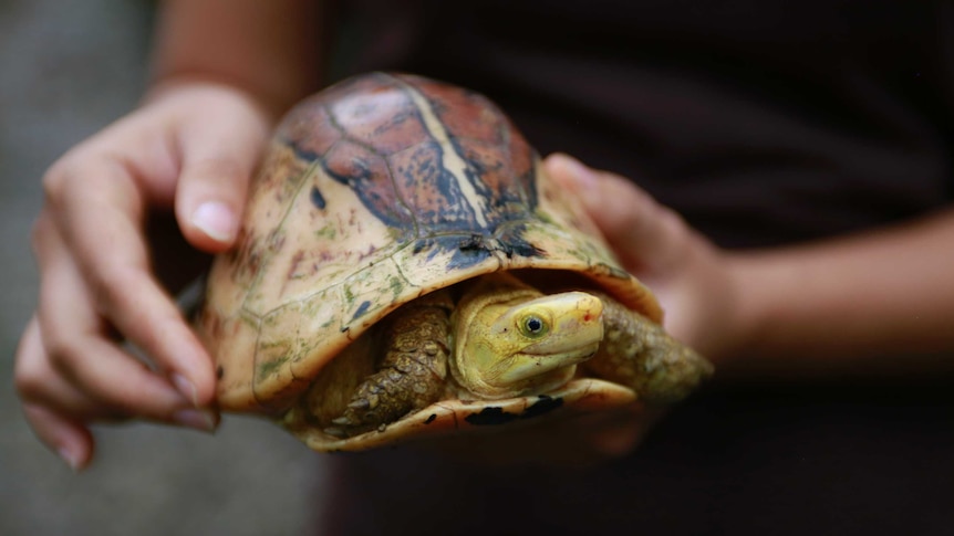 A conservationist holds up a Central Vietnamese flowerback box turtle.