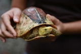 A conservationist holds up a Central Vietnamese flowerback box turtle.